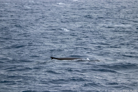 PLA31-25, Day 4, IMG_7348 © Joyce Mulder - Oceanwide Expeditions.jpg