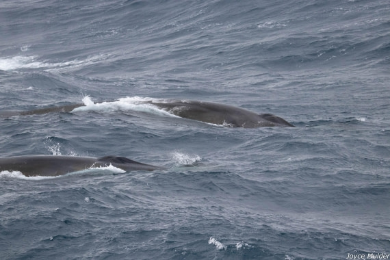 PLA31-25, Day 4, IMG_7362 © Joyce Mulder - Oceanwide Expeditions.jpg