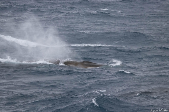 PLA31-25, Day 4, IMG_7367 © Joyce Mulder - Oceanwide Expeditions.jpg