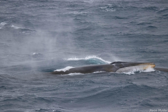 PLA31-25, Day 4, IMG_7371 © Joyce Mulder - Oceanwide Expeditions.jpg