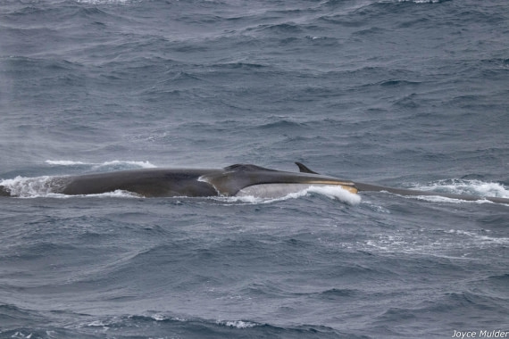 PLA31-25, Day 4, IMG_7373 © Joyce Mulder - Oceanwide Expeditions.jpg