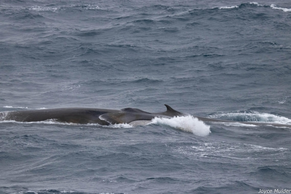 PLA31-25, Day 4, IMG_7374 © Joyce Mulder - Oceanwide Expeditions.jpg