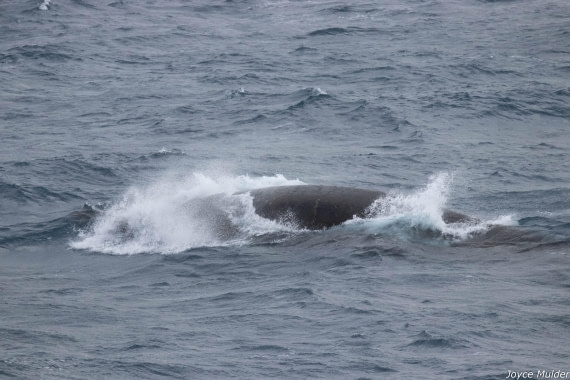 PLA31-25, Day 4, IMG_7383 © Joyce Mulder - Oceanwide Expeditions.jpg