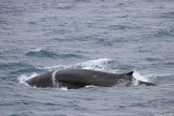 PLA31-25, Day 4, IMG_7384 © Joyce Mulder - Oceanwide Expeditions.jpg