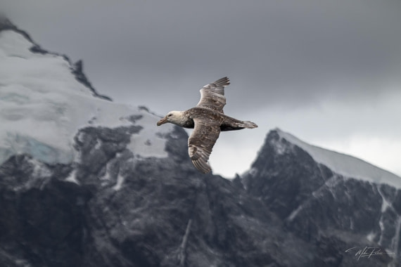 PLA31-25, Day 4, Point Wild 3 © Mike Pumm - Oceanwide Expeditions.jpeg