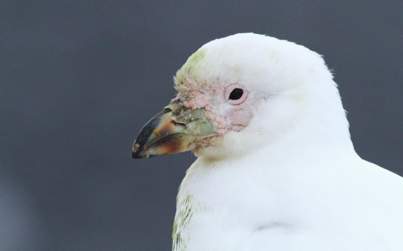 PLA31-25, Day 5, IMG_0371 © Unknown photographer - Oceanwide Expeditions.JPG