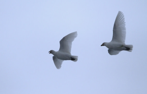 PLA31-25, Day 5, IMG_0445 © Unknown photographer - Oceanwide Expeditions.JPG