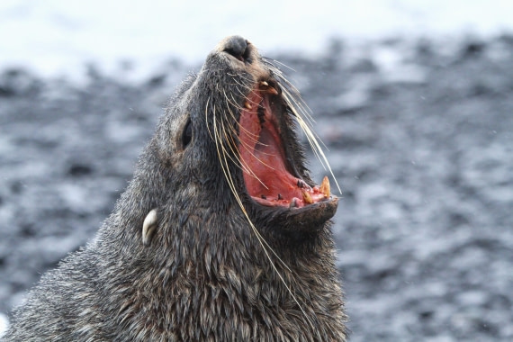 PLA31-25, Day 5, IMG_0471 © Unknown photographer - Oceanwide Expeditions.JPG