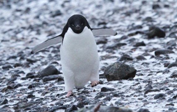 PLA31-25, Day 5, IMG_0476 © Unknown photographer - Oceanwide Expeditions.JPG