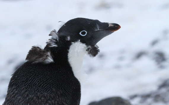 PLA31-25, Day 5, IMG_0523 © Unknown photographer - Oceanwide Expeditions.JPG