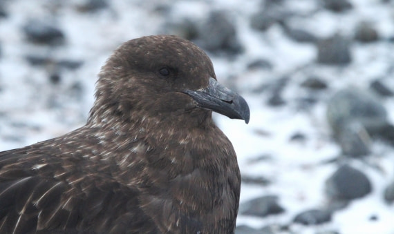 PLA31-25, Day 5, IMG_0573 © Unknown photographer - Oceanwide Expeditions.JPG