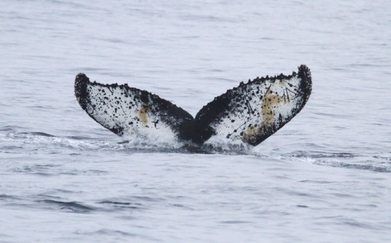 PLA31-25, Day 6, IMG_0637 © Unknown photographer - Oceanwide Expeditions.JPG