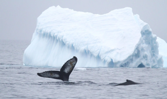 PLA31-25, Day 6, IMG_0641 © Unknown photographer - Oceanwide Expeditions.JPG
