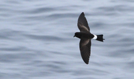 PLA31-25, Day 6, IMG_0657 © Unknown photographer - Oceanwide Expeditions.JPG