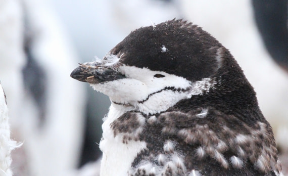 PLA31-25, Day 6, IMG_0730 © Unknown photographer - Oceanwide Expeditions.JPG