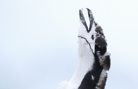 PLA31-25, Day 6, IMG_0752 © Unknown photographer - Oceanwide Expeditions.JPG