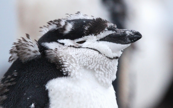 PLA31-25, Day 6, IMG_0766 © Unknown photographer - Oceanwide Expeditions.JPG