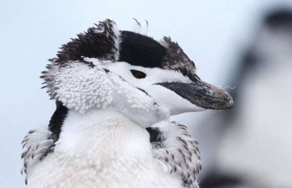 PLA31-25, Day 6, IMG_0791 © Unknown photographer - Oceanwide Expeditions.JPG