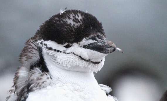 PLA31-25, Day 6, IMG_0838 © Unknown photographer - Oceanwide Expeditions.JPG