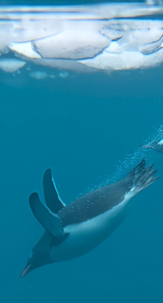 PLA31-25, Day 6, PXL_20250314_132541850_exported_47004~4 © Unknown photographer - Oceanwide Expeditions.jpg