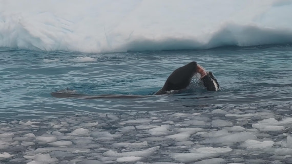 PLA31-25, Day 6, PXL_20250314_134703319_exported_64170 © Unknown photographer - Oceanwide Expeditions.jpg