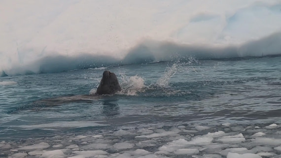 PLA31-25, Day 6, PXL_20250314_134703319_exported_73987 © Unknown photographer - Oceanwide Expeditions.jpg