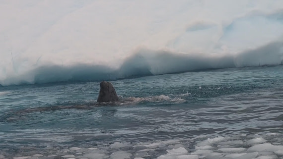 PLA31-25, Day 6, PXL_20250314_134703319_exported_74354 © Unknown photographer - Oceanwide Expeditions.jpg