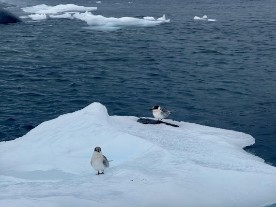 PLA31-25, Day 8, IMG_7840 © Unknown photographer - Oceanwide Expeditions.jpg