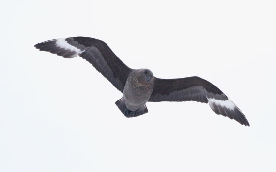 PLA31-25, Day 10, IMG_1162 © Unknown photographer - Oceanwide Expeditions.JPG