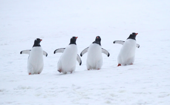 PLA31-25, Day 10, IMG_1309 © Unknown photographer - Oceanwide Expeditions.JPG