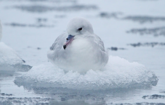 PLA31-25, Day 11, IMG_1376 © Unknown photographer - Oceanwide Expeditions.JPG