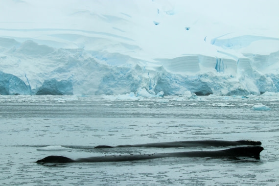 PLA31-25, Day 11, IMG_7488 © Joyce Mulder - Oceanwide Expeditions.jpg