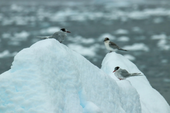 PLA31-25, Day 11, IMG_7497 © Joyce Mulder - Oceanwide Expeditions.jpg