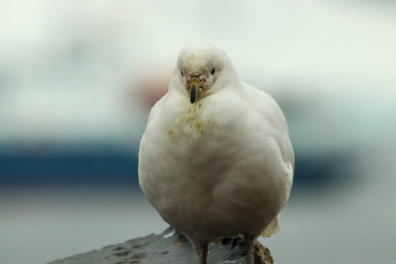 PLA31-25, Day 11, IMG_7505 © Joyce Mulder - Oceanwide Expeditions.jpg