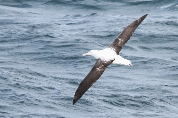 PLA31-25, Day 14, IMG_0949 © Unknown photographer - Oceanwide Expeditions.JPG