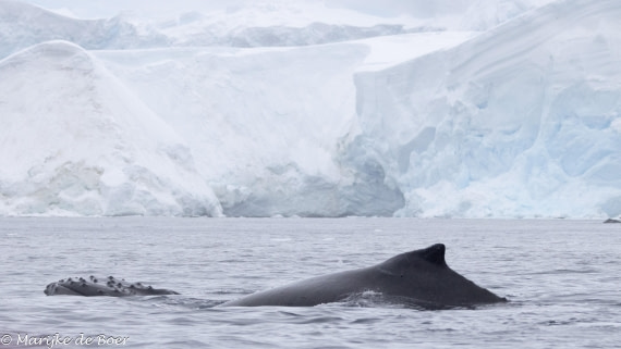 HDS30-25, Day 6, 20250319-398A4747 © Marijke de Boer - Oceanwide Expeditions.jpg