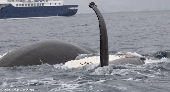 HDS30-25, Day 6, 20250319-398A4790 © Marijke de Boer - Oceanwide Expeditions.jpg