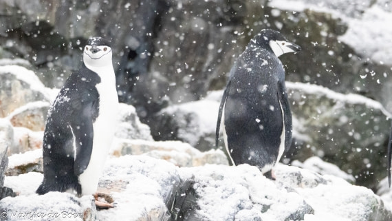 HDS30-25, Day 6, 20250319-398A4821 © Marijke de Boer - Oceanwide Expeditions.jpg