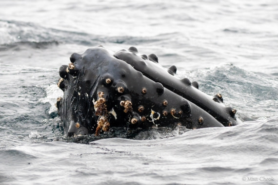 HDS30-25, Day 6, Portal Point © Matt Cheok - Oceanwide Expeditions.jpg