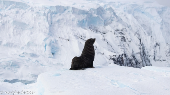 HDS30-25, Day 7, 20250320-398A4829 © Marijke de Boer - Oceanwide Expeditions.jpg