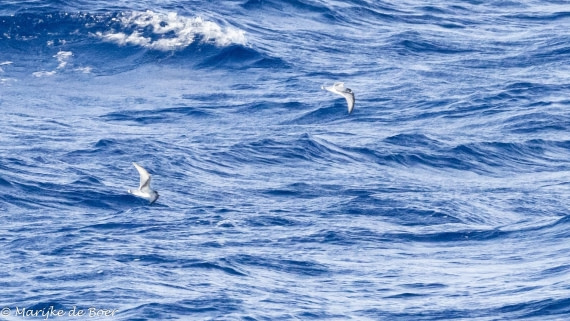 HDS30-25, Day 8, 20250321-398A4978_Blue petrels © Marijke de Boer - Oceanwide Expeditions.jpg