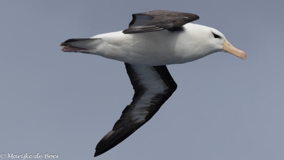 HDS30-25, Day 9, Blackbrowed20250322-398A5137 © Marijke de Boer - Oceanwide Expeditions.jpg