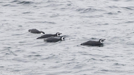 HDS30-25, Day 9, Magelenic penguin_20250322-398A5377 © Marijke de Boer - Oceanwide Expeditions.jpg