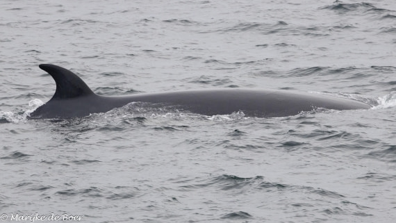 HDS30-25, Day 9, Sei whale_20250322-398A5350 © Marijke de Boer - Oceanwide Expeditions.jpg