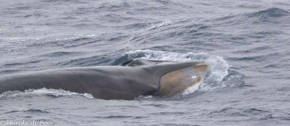 HDS30-25, Day 3, 20250316-398A3933 © Marijke de Boer - Oceanwide Expeditions.jpg