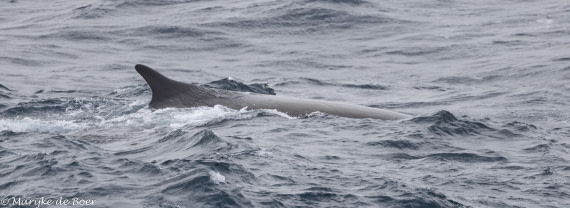 HDS30-25, Day 3, 20250316-398A3938 © Marijke de Boer - Oceanwide Expeditions.jpg