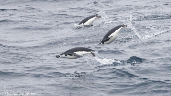 HDS30-25, Day 3, 20250316-398A3990 © Marijke de Boer - Oceanwide Expeditions.jpg