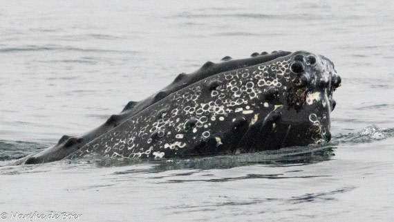 HDS30-25, Day 4, 20250317-398A4045 © Marijke de Boer - Oceanwide Expeditions.jpg