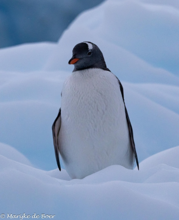 HDS30-25, Day 4, 20250317-398A4170 © Marijke de Boer - Oceanwide Expeditions.jpg