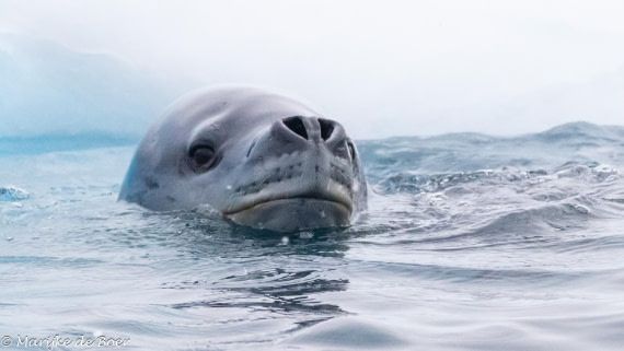 HDS30-25, Day 5, 20250318-398A4314 © Marijke de Boer - Oceanwide Expeditions.jpg